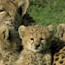 One Life Una Tenera Scena Del Documentario 255990