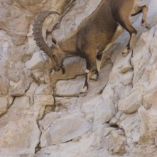 One Life: uno stambecco si arrampica sulla roccia in una scena del documentario