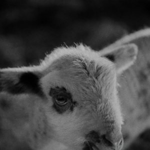 Una scena del film La moglie di Frankenstein (1935)