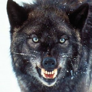 The Grey: un lupo tra le nevi in una scena del film