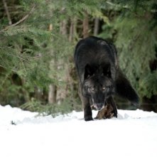 The Grey: uno dei lupi famelici che da la caccia ai protagonisti del film sopravvissuti ad un incidente aereo