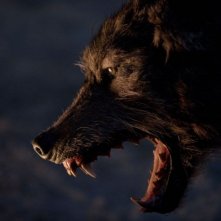 The Grey: uno dei pericolosi lupi che danno la caccia agli sfortunati protagonisti