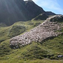 L'ultimo pastore: il gregge di pecore di Renato Zucchelli al pascolo in una scena del film