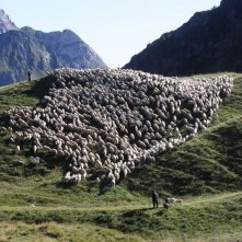 L'ultimo pastore: il gregge di pecore di Renato Zucchelli in una scena del film