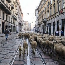 L'ultimo pastore: il gregge di pecore di Renato Zucchelli per le strade di Milano