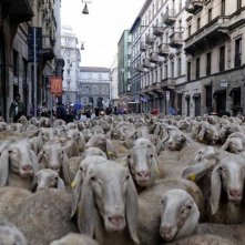 L'ultimo pastore: il gregge di Renato Zucchelli per le strade di Milano