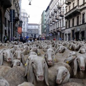 L'ultimo pastore: il gregge di Renato Zucchelli per le strade di Milano