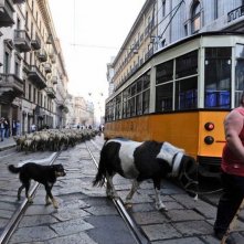 L'ultimo pastore: Renato Zucchelli guida il suo gregge per le strade di Milano