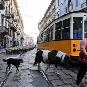 L'ultimo pastore: Renato Zucchelli guida il suo gregge per le strade di Milano