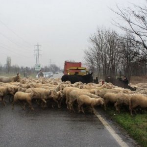 L'ultimo pastore: una scena tratta dal film