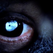 The Collection, una sequenza del thriller della LD Entertainment