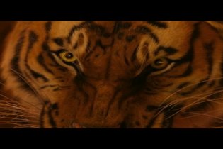Clip 'Solo con la tigre' - Vita di Pi