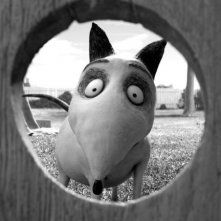 Frankenweenie: Sparky in un'immagine tratta dal nuovo capolavoro di Tim Burton