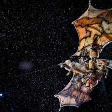 Cirque du Soleil: Mondi lontani 3D, una scena tratta dal film