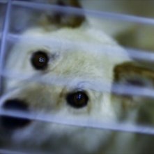 Il primo piano di un cane nel documentario Fukushame, di Alessandro Tesei