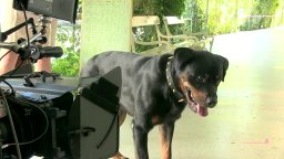 Featurette 'Il Rottweiler' - Il principe abusivo