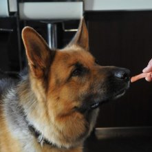 Rex 4: il cane protagonista in una foto di scena della fiction