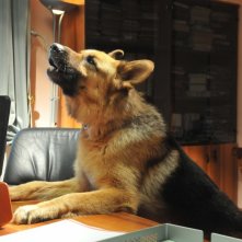 Rex 4: il cane protagonista in una scena della fiction