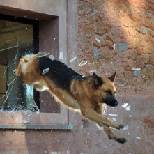 Rex 4: il protagonista in azione in una scena della fiction