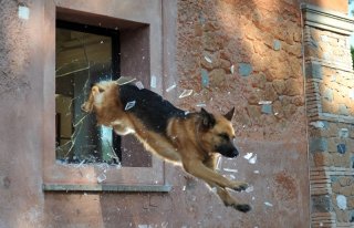Rex 4: il protagonista in azione in una scena della fiction