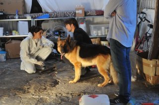 Rex 4: il protagonista Rex con Ettore Bassi e Pilar Abella in una scena della fiction