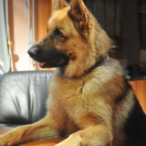 Rex 4: una foto di scena della fiction