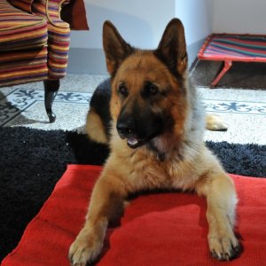 Rex 4: una foto tratta dalla fiction