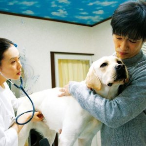 7 Days of Himawari & Her Puppies: una sequenza del film.