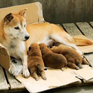 7 Days of Himawari & Her Puppies: una tenera immagine del cane protagonista del film