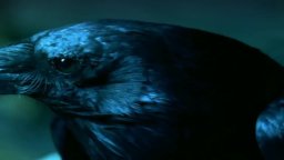 Trailer - Ravenswood