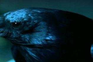 Trailer - Ravenswood