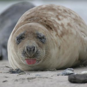 Die Nordsee - Unser Meer - una buffa scena del documentario.