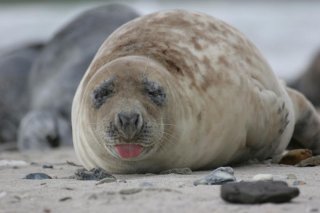 Die Nordsee - Unser Meer - una buffa scena del documentario.