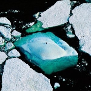 Planet Ocean: una scena del documentario di Yann Arthus-Bertrand e Michael Pitiot