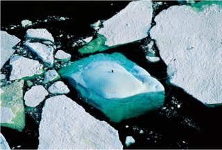 Planet Ocean: una scena del documentario di Yann Arthus-Bertrand e Michael Pitiot