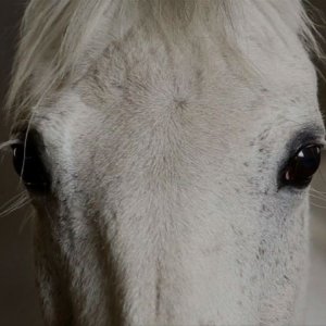 Fedele alla linea - Giovanni Lindo Ferretti: una scena del documentario diretto da Germano Maccioni