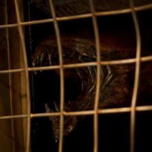 Riddick: una spaventosa immagine tratta dal film