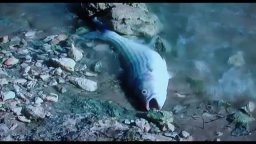 Clip 'Pesci' - Quando meno te lo aspetti