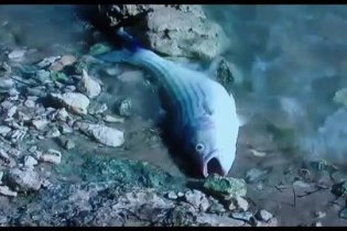 Clip 'Pesci' - Quando meno te lo aspetti