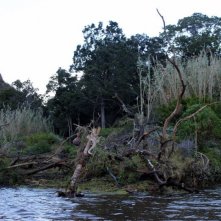 The Lost Dinosaurs: una scena tratta dal film