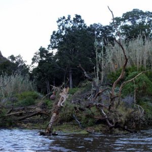 The Lost Dinosaurs: una scena tratta dal film