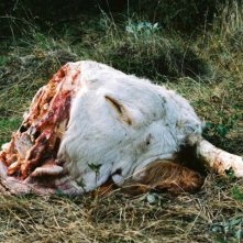 Story of my Death: una scena del film che raffigura una testa di animale in decomposizione