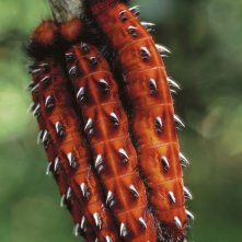 Amazonia: un'immagine del documentario