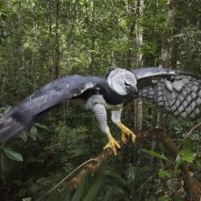 Amazonia: un'immagine del documentario di Thierry Ragobert