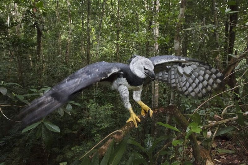 Amazonia: un'immagine del documentario di Thierry Ragobert