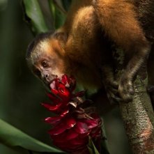Amazonia: un'immagine tratta dal documentario sull'Amazzonia