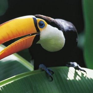Amazonia: un tucano in una vivida immagine tratta dal film