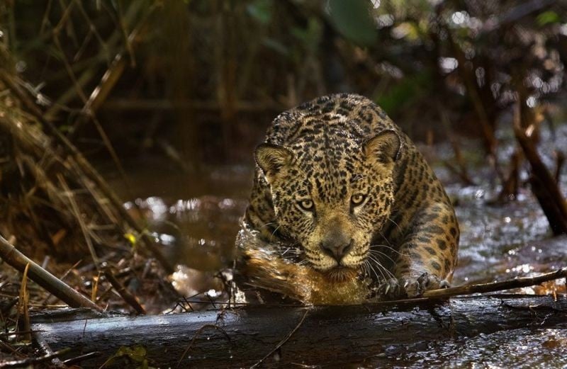 Amazonia: una scena