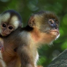 Amazonia: una scena del documentario