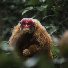 Amazonia: una scena del documentario di Thierry Ragobert